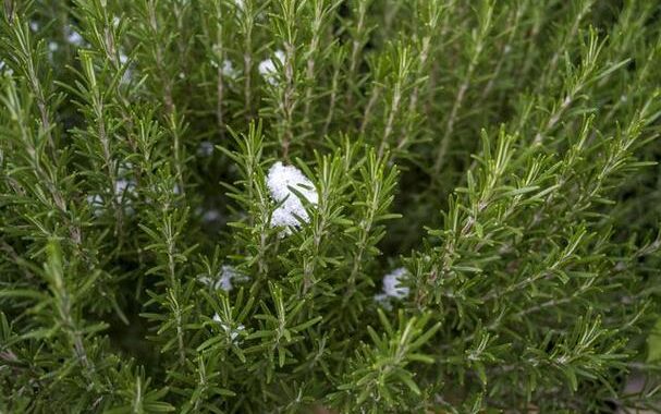 迷迭香的博客：如何种植与养护迷迭香？