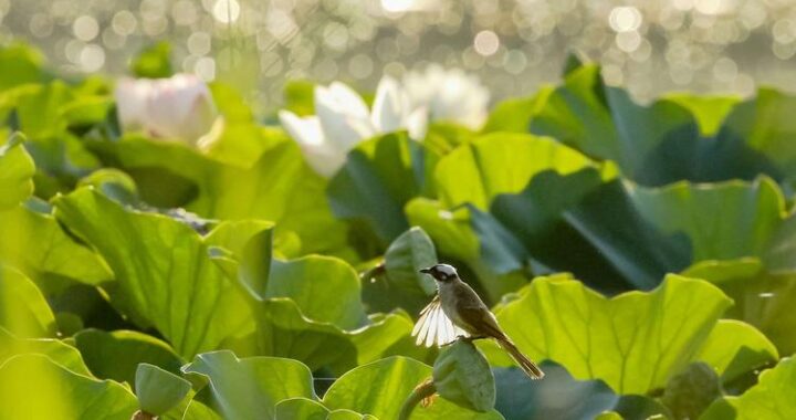 乡间拾趣夏日谈ce修改：探索乡村乐趣与CE修改器的奇妙结合