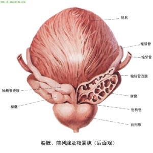 男性生殖器官结构：详细解析与了解