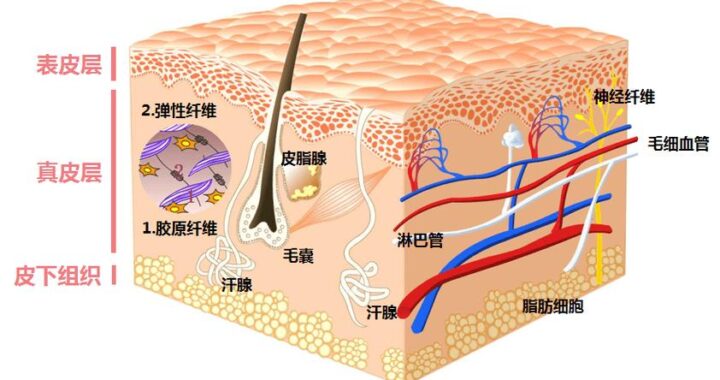 皮肤是器官吗？深入解析皮肤的奥秘