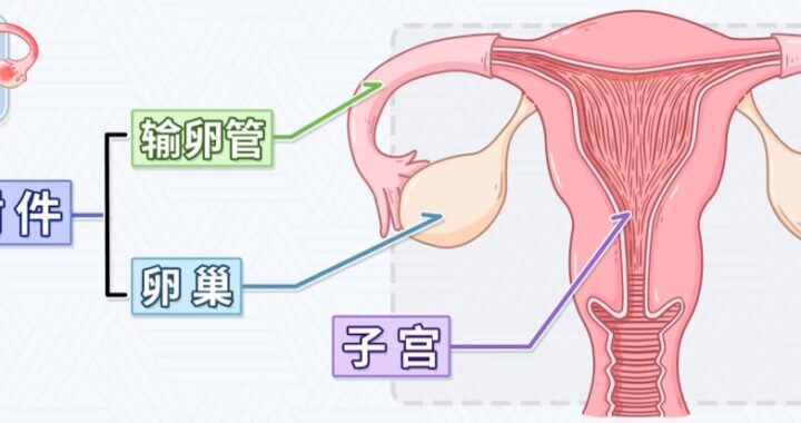 阴道结构的解剖图：你了解多少？