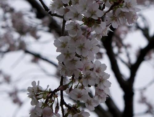 日本樱花什么时候开？详细赏花指南